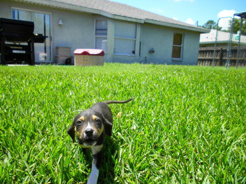 beagle mix pup