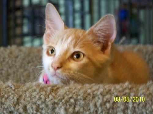 Fifi