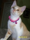 Fifi