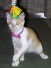 Fifi