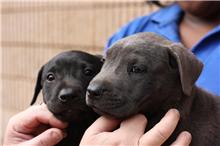 female pup