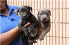 female pup