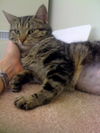Emmie