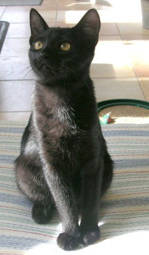 Linus