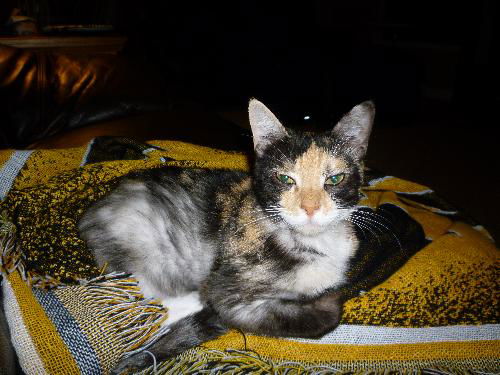 Lily