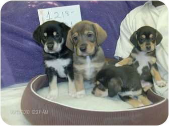 Beagle mix mom and pups