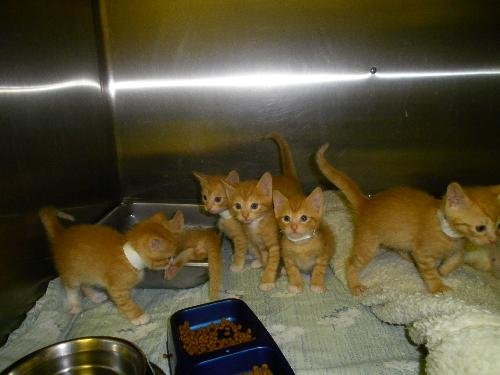 oddles of orange kittens