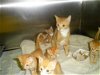 oddles of orange kittens