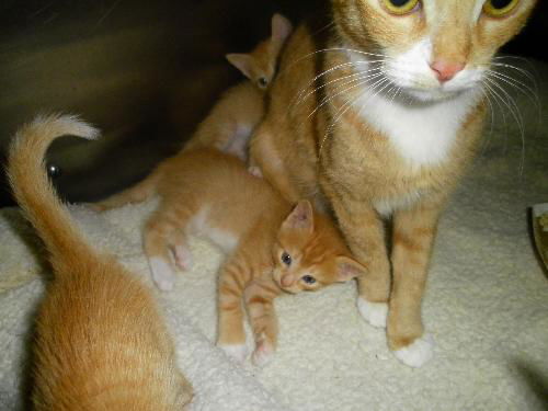 oodles of orange kittens