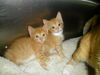 oodles of orange kittens