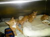 oodles of orange kittens