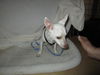 Chico