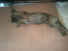 Francine