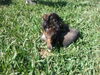 dachshund mix pup