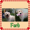 Ferb