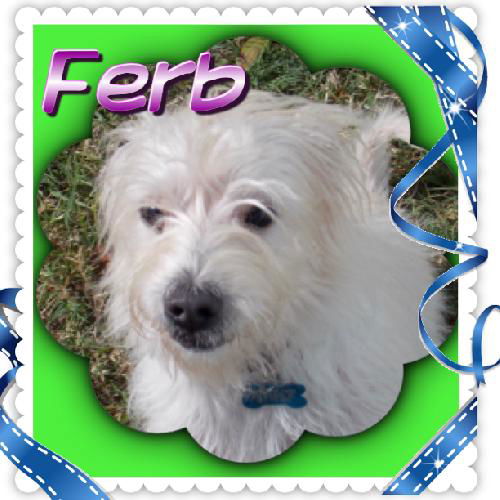 Ferb