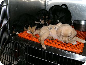 Beagle/lab mix pups