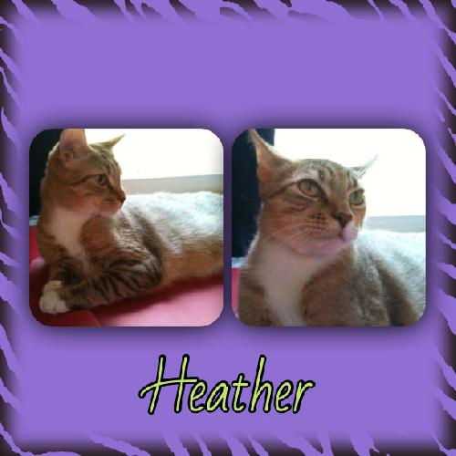 Heather