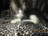 Maine Coon Litter