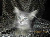 Maine Coon Litter