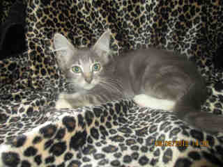 Maine Coon Litter
