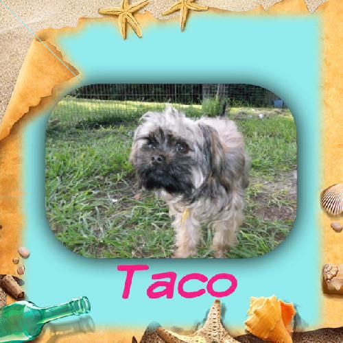 Taco