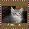 Maine Coon Kittens