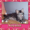 Maine Coon Kittens