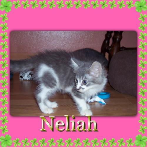 Maine Coon Kittens