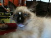Chazz