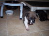 Charlie