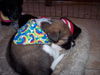 Charlie