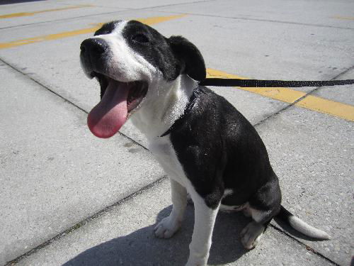 Oreo