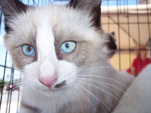 daycare siamese kittens