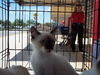 daycare siamese kittens