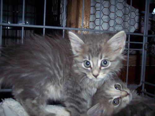 maine coon kittens