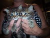 maine coon kittens