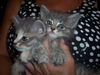 maine coon kittens