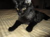 Willow