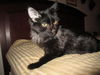 Willow