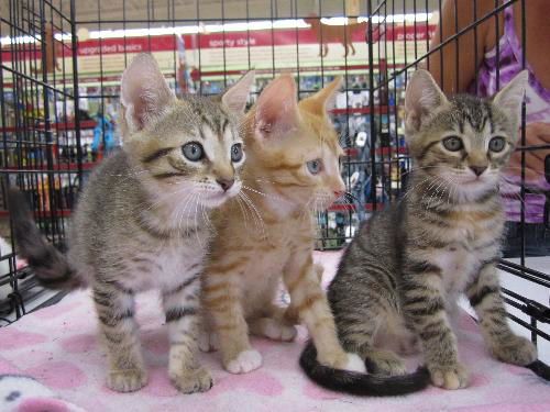 Tabby Litter