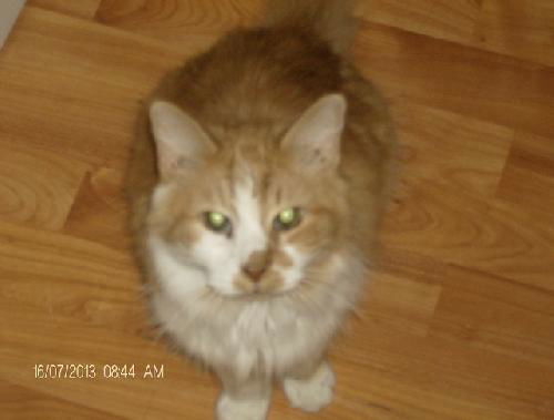 Cheddar