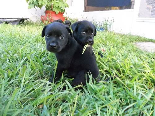 Lab Pups