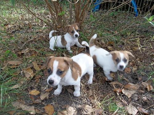 dach/jrt pups