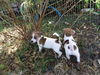 dach/jrt pups