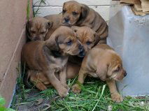 Beagle boxer mix pups