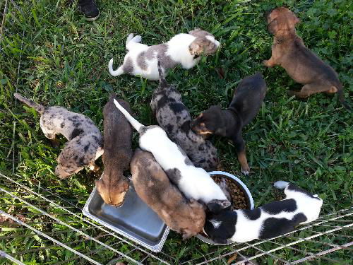 Catahoula mix pups