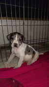Catahoula mix pups
