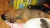 Catahoula mix pups