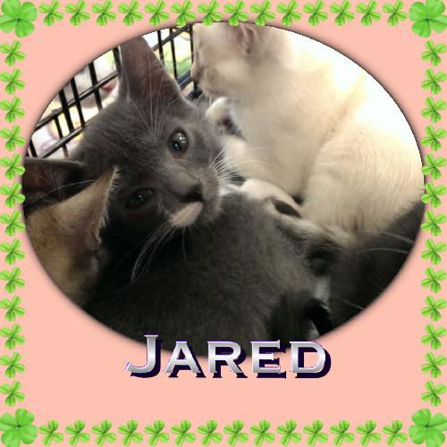Jared